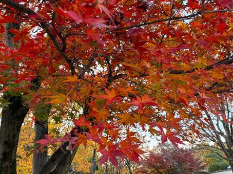 紅葉　1 紅葉,もみじ,紅葉狩りの写真素材