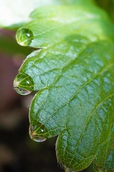 苺苗の葉水（マクロ撮影）11 苺,イチゴ,苺苗の写真素材