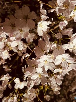 桜 桜の写真