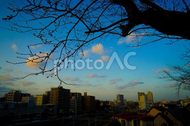 冬の木々と夕焼け（幸ヶ谷公園） 冬,木々,夕焼けの写真素材