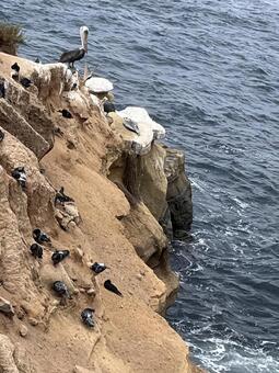 海辺の崖に集まるペリカンと海鳥② アメリカ,旅の景色,波の写真素材