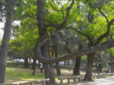 枝が曲がった特徴的な松 松,曲枝,くの字枝の写真素材