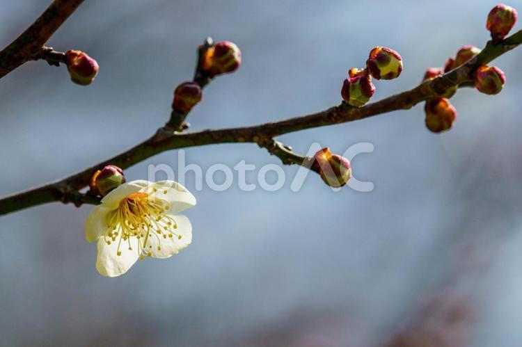 陽気な気候で咲き始めた梅の花 花,植物,梅の写真素材