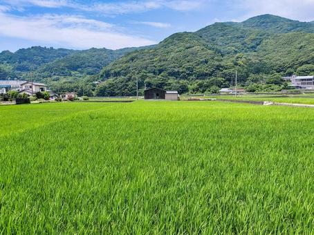 静岡県伊豆市小土肥の田んぼの風景 静岡県伊豆市小土肥の田んぼの風景の写真