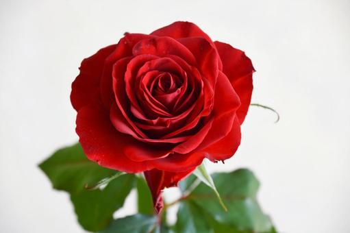 赤いばら バラ,ばら,赤の写真素材