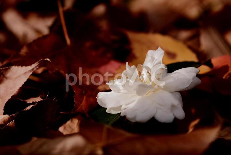 山茶花　サザンカ　白い花　枯葉 山茶花,サザンカ,白い花の写真素材