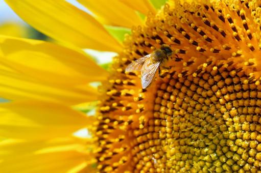 蜜を集めるミツバチ 蜜を集めるミツバチ ミツバチ,蜂,向日葵の写真素材