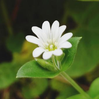 オオバナミミナグサ オオバナミミナグサの写真