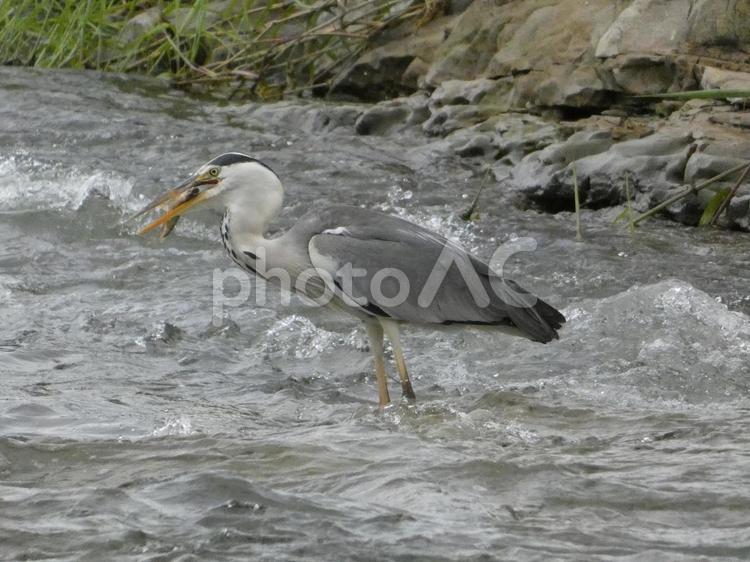 魚を呑み込む前のアオサギ 鳥,野鳥,アオサギの写真素材
