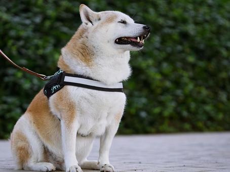 お座りするワンコ(柴犬) お座りするワンコ(柴犬)の写真