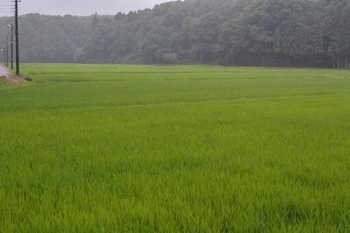 雨の田んぼの風景 雨の田んぼの風景の写真