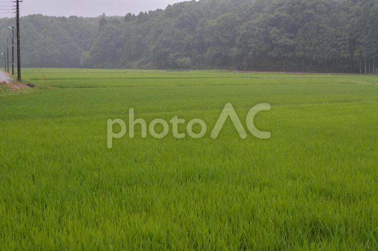 雨の田んぼの風景 田園,雨,風景の写真素材