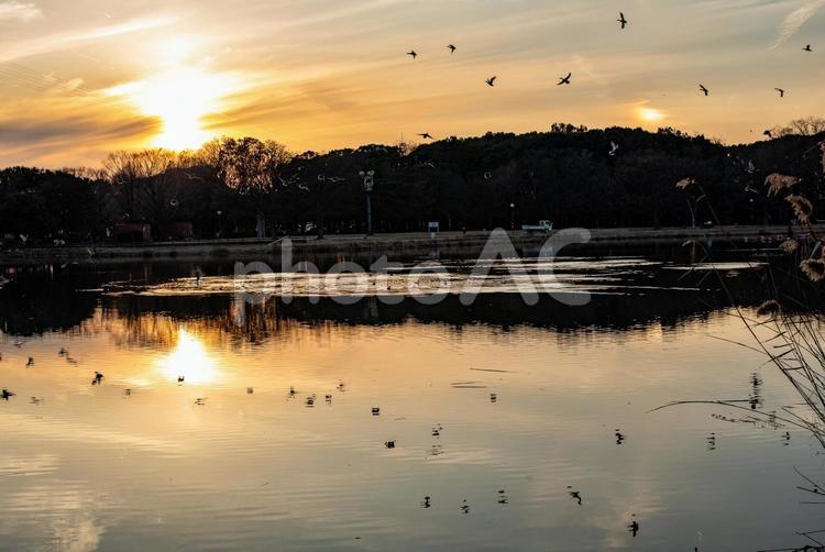 冬の夕暮れ　池と太陽 夕日,夕焼け,太陽の写真素材