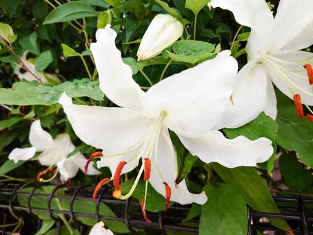 カサブランカ カサブランカ カサブランカ,ゆり,百合の写真素材
