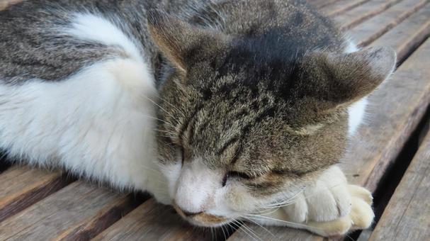 腕枕と足枕で眠るもふもふであざとい猫様 腕枕と足枕で眠るもふもふであざとい猫様 猫,キジシロ,眠り猫の写真素材