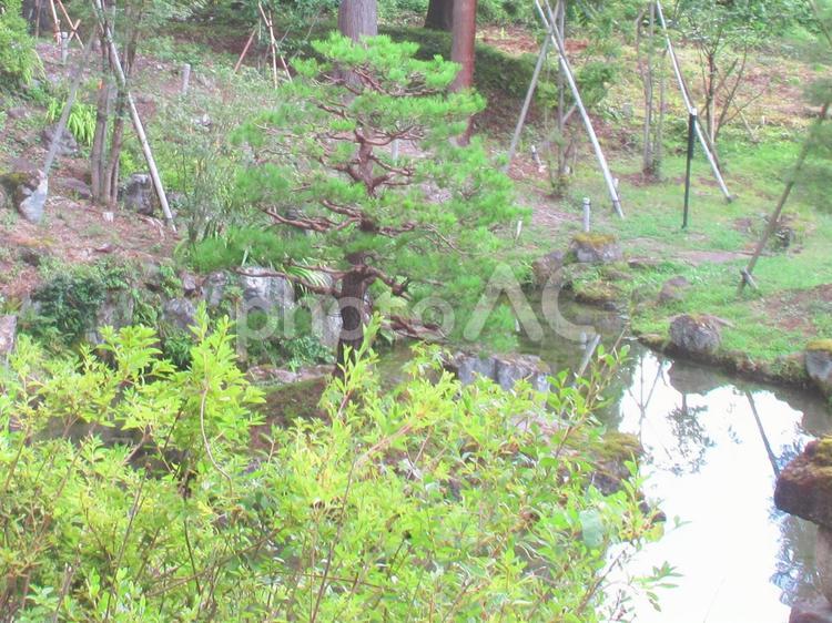 新潟県-旧関山宝蔵院庭園 旧関山宝蔵院,庭園,国指定名勝の写真素材