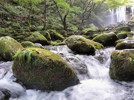 那須の乙女の滝 乙女の滝,那須,滝の写真素材