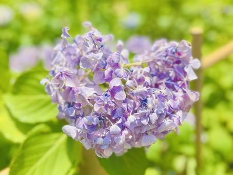 ハートの紫陽花 あじさい,ハート,ハッピーの写真素材