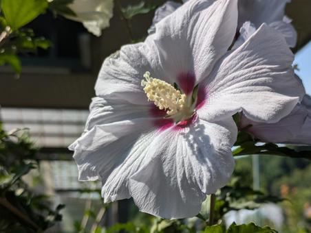 Beautiful Rose of Sharon, JPG Beautiful Rose of Sharon, JPG