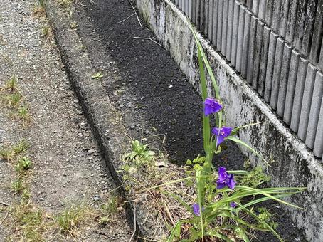 道端の花 道端の花の写真