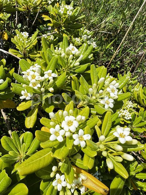 トベラ　花 トベラ,野草,海岸に咲くの写真素材