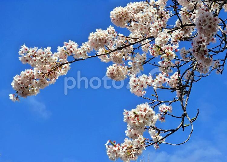 春はソメイヨシノと青空 ソメイヨシノ,春,青空の写真素材