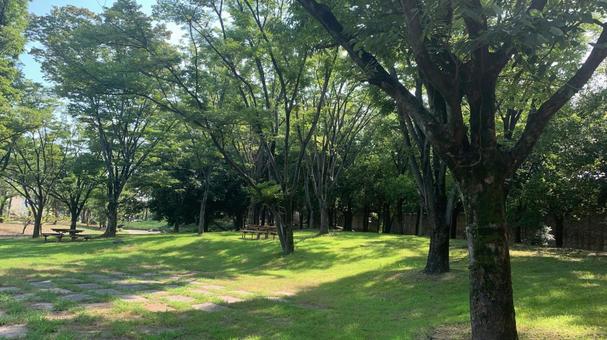 茨木「桜通り公園」の木陰 茨木「桜通り公園」の木陰の写真