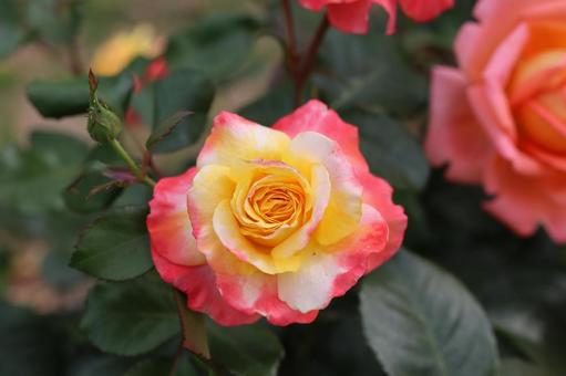 バラ園にて綺麗な薔薇を撮影しました バラ園にて綺麗な薔薇を撮影しました 花,薔薇,自然の写真素材
