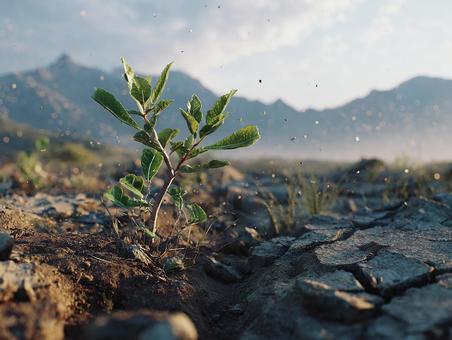 荒れた土壌に根を張る小さな新芽 荒れた土壌に根を張る小さな新芽の写真