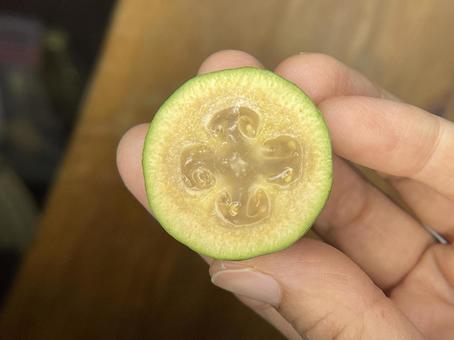 フェイジョアの断面 フェイジョア,果物,切り口の写真素材