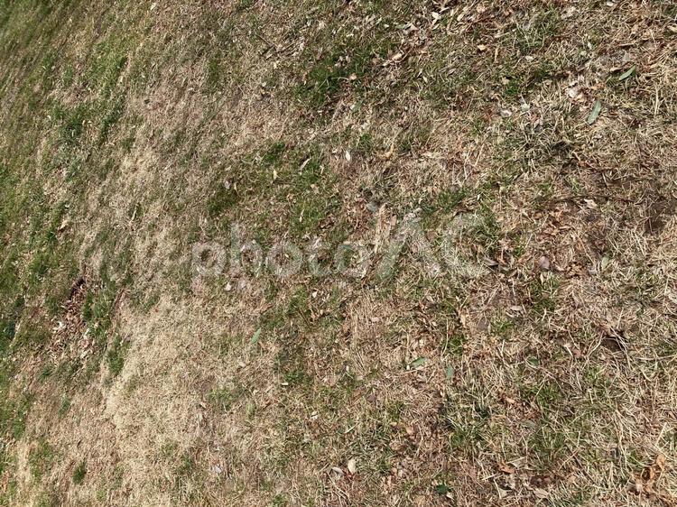 緑が多くなってきた公園芝生 芝生,テクスチャー,公園の写真素材