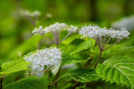 Photo, late spring, flower, core dusk, 