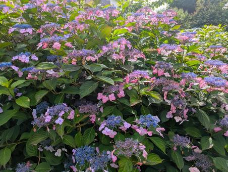 紫陽花の写真