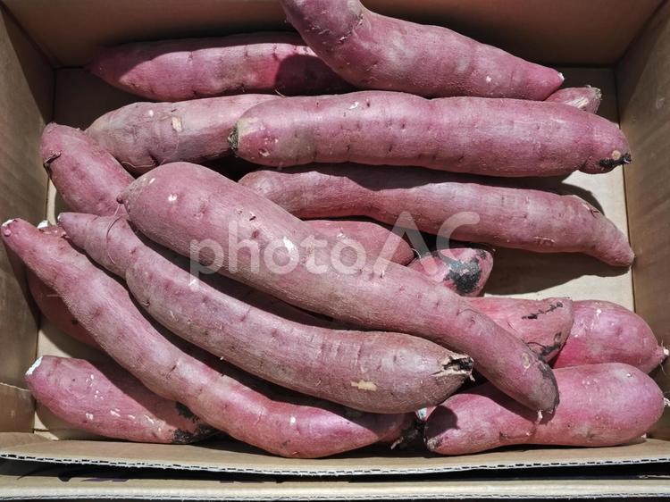 八百屋のサツマイモ（さつま芋） さつまいも,サツマイモ,薩摩芋の写真素材