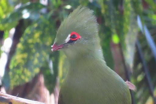 ギニアエボシドリ ギニアエボシドリ エボシドリ,鳥,動物の写真素材