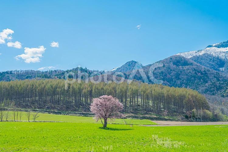 北海道　富良野　上御料の一本桜 上御料の一本桜,北海道,hokkaidoの写真素材