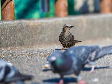 地面を歩くヒヨドリ 地面を歩くヒヨドリの写真