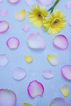 ガーベラとバラの花びらイメージ素材 花,ピンク,バラの写真素材