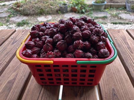 摘みたてのローゼル ローゼル,摘みたて,新鮮の写真素材