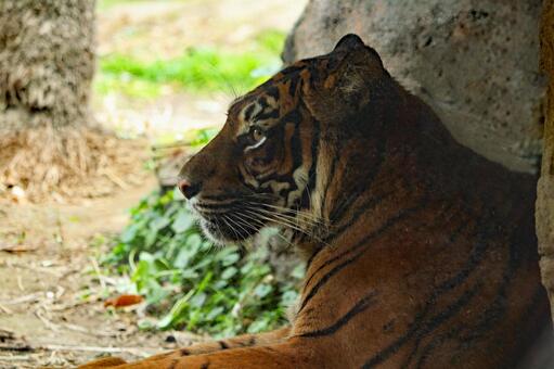 蘇門答臘動物園景觀 蘇門答臘動物園景觀