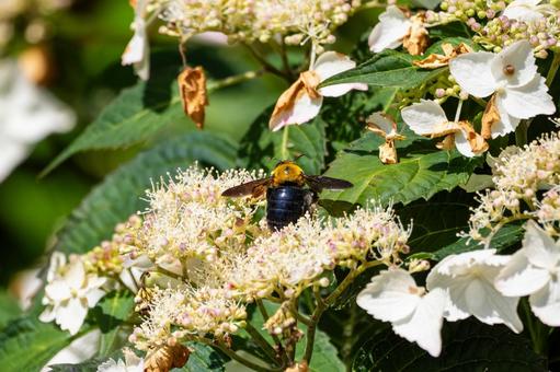 Photo, early summer, bear, honeybee family, 