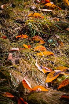 北海道　秋の風景 北海道,北,札幌市の写真素材