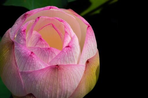 Photo, bud of lotus, macro, lotus flower, 