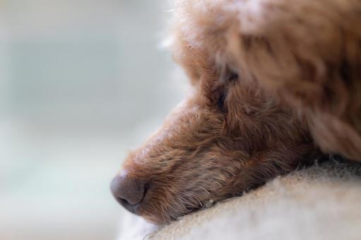トイプードルの横顔と鼻先 犬,トイプードル,動物の写真素材