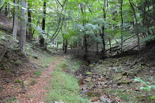 登山道とせせらぎ 登山道とせせらぎ 登山道,ハイキングロード,せせらぎの写真素材