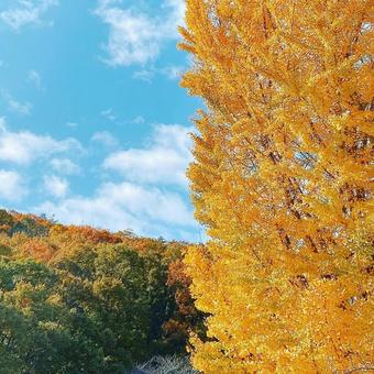 自然(秋) 自然(秋)の写真