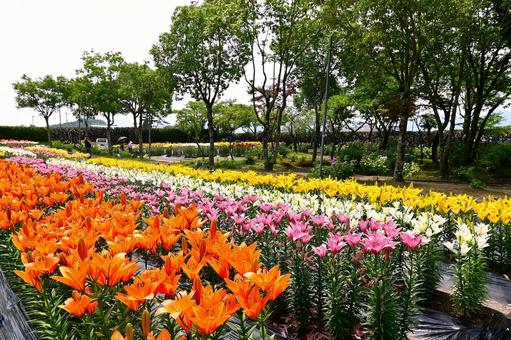 色鮮やかな満開のゆり園 色鮮やかな満開のゆり園の写真
