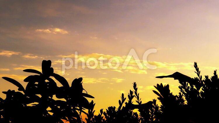 夕焼け空と草のシルエット 夕焼け,夕日,夕暮れの写真素材