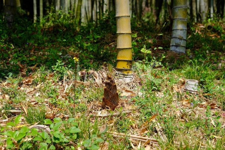 竹林の竹の子 たけのこ,タケノコ,竹の子の写真素材