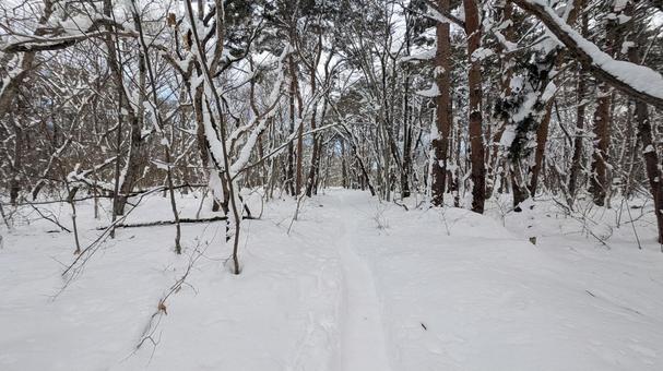 森の雪道を散歩 雪,雪道,銀世界の写真素材